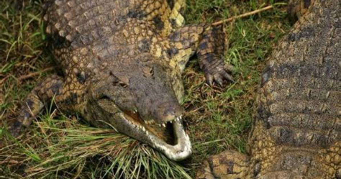 Crocodile Named After Osama Bin Laden Terrorizes Village Where It Has Eaten 80 Locals