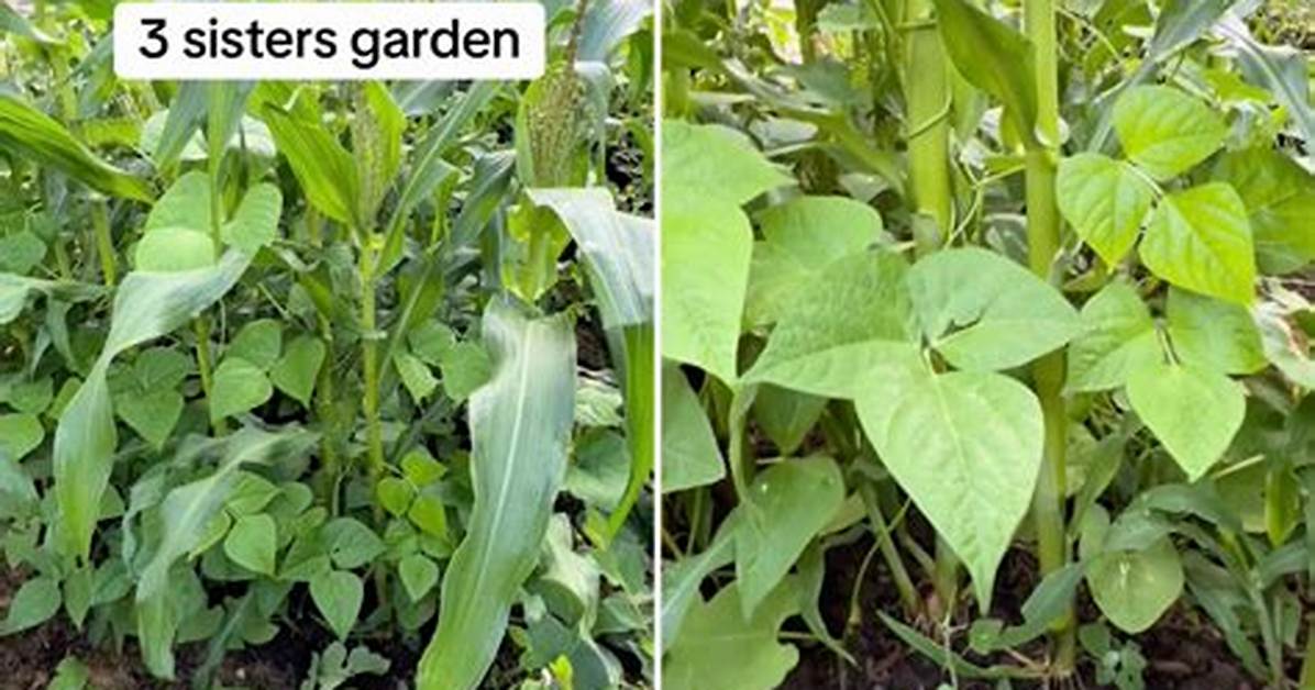 Gardener Allegedly Impregnates 3 Sisters Who Have Strict Parents