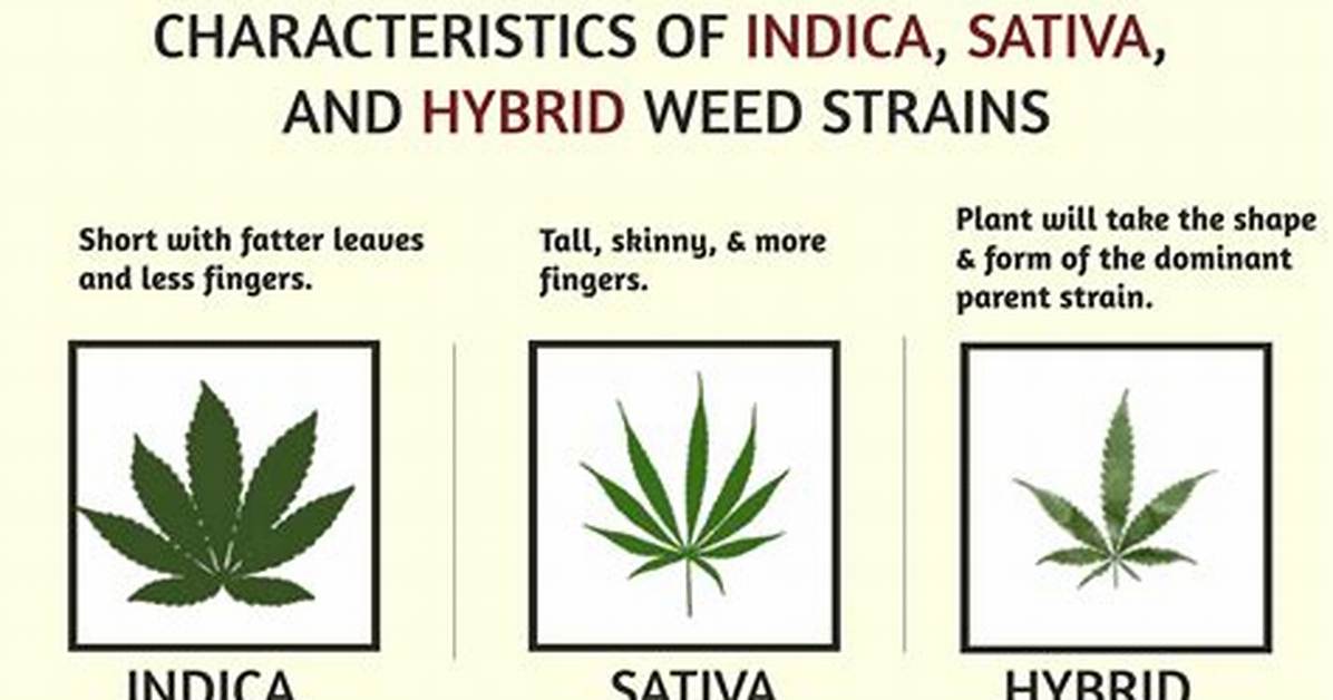 Health Benefits Unveiled: Choosing Between Hybrid, Sativa, and Indica
