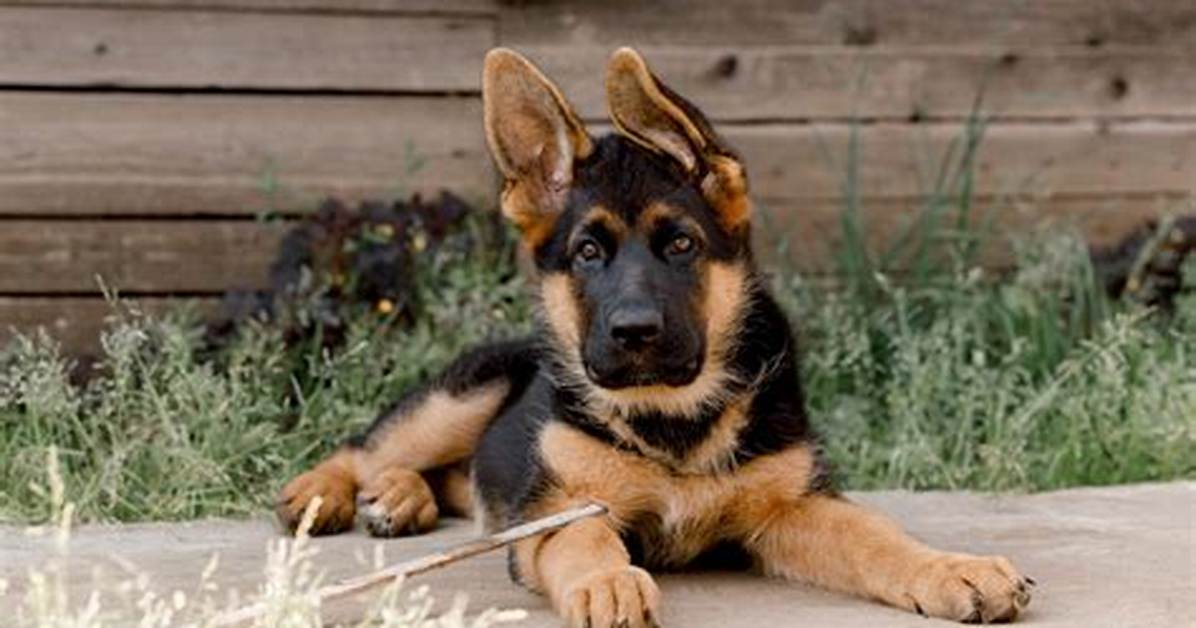 I Slept with a German Shepherd in Dubai- Porta Potty Practoner Confesses