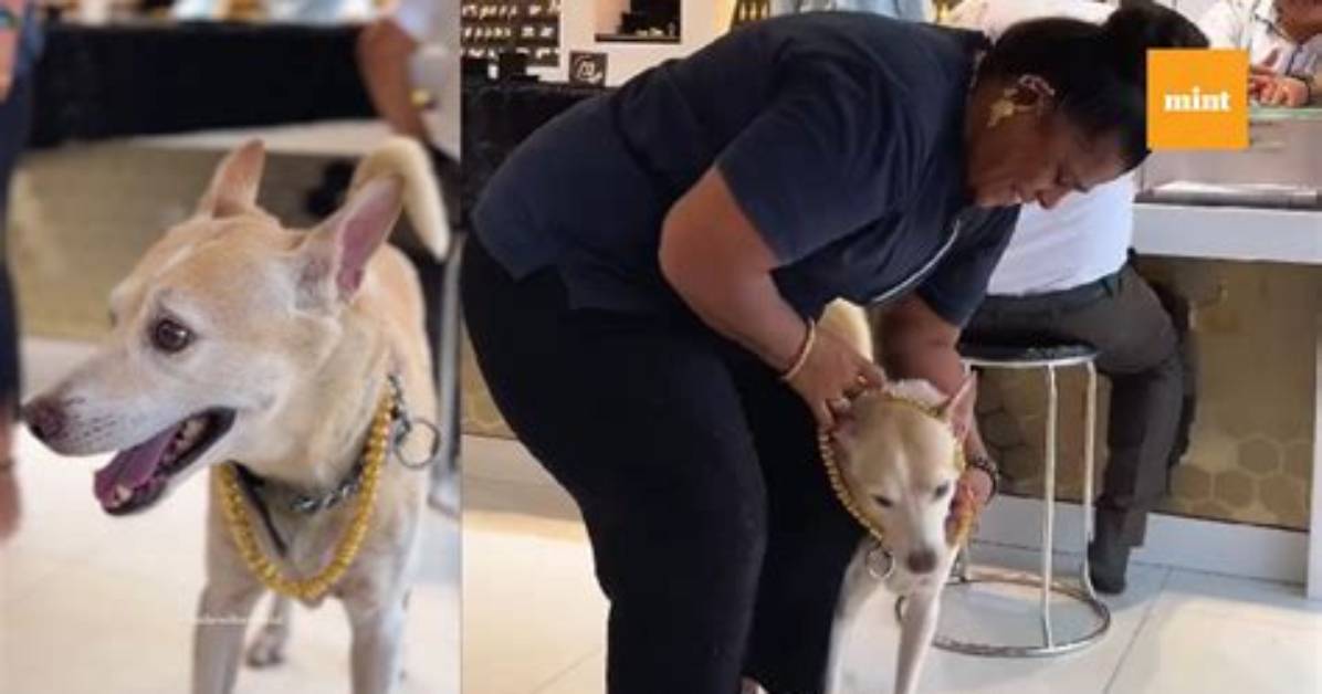 Lady Behaves Like a Dog in Public; Netizens React [Video]