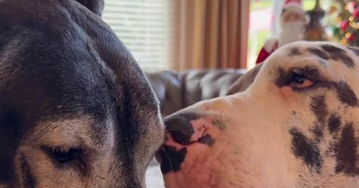 Max and Katie the Great Danes Net Worth, Income and Estimated Earnings of Youtuber Channel