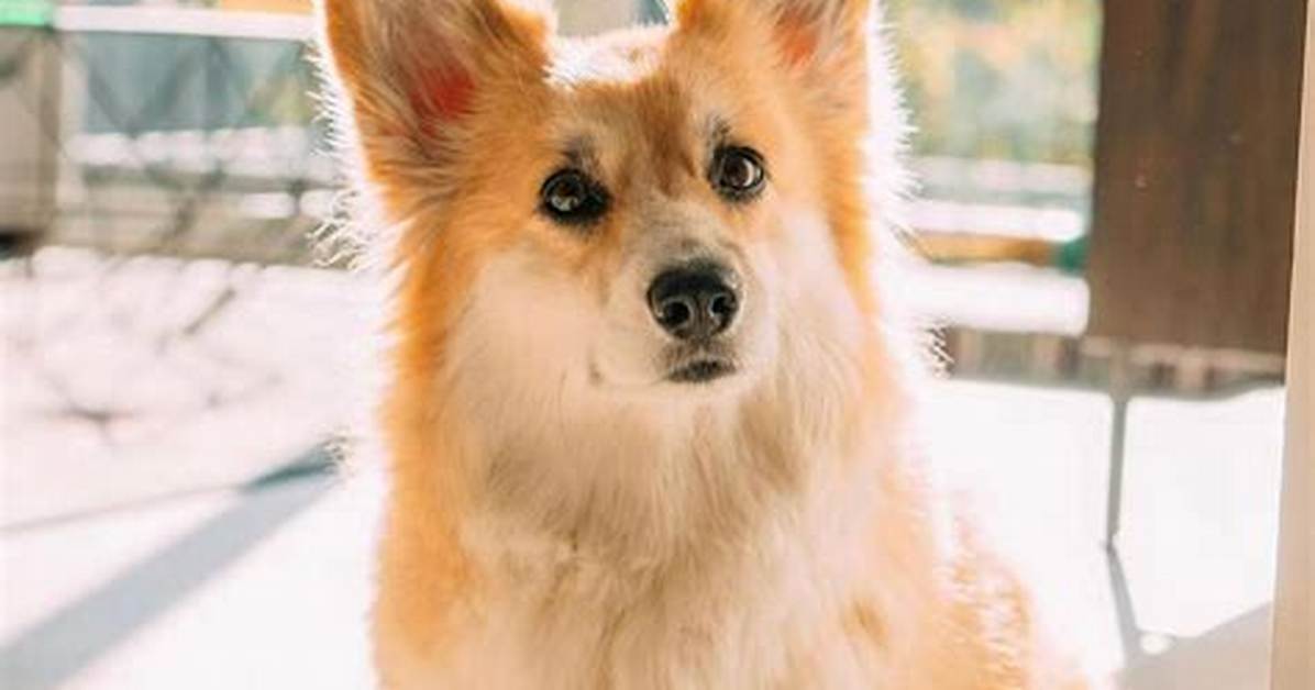 Maxine Dog the Fluffy Corgi