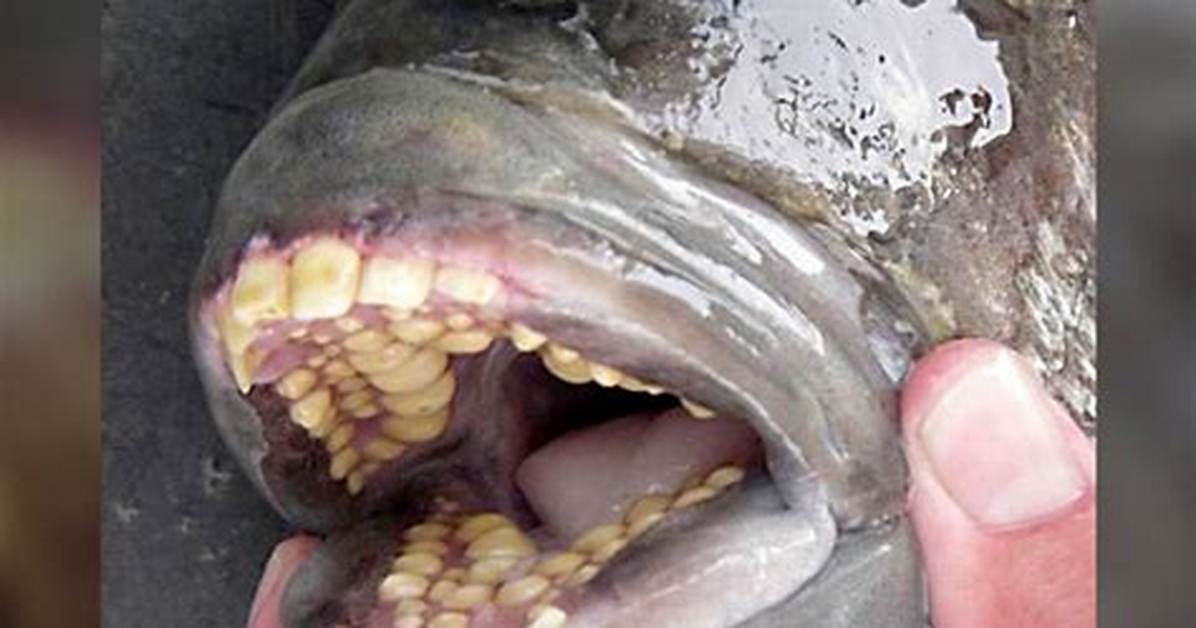 Photos of Fish with Human Mouth and Teeth Surface on the Internet